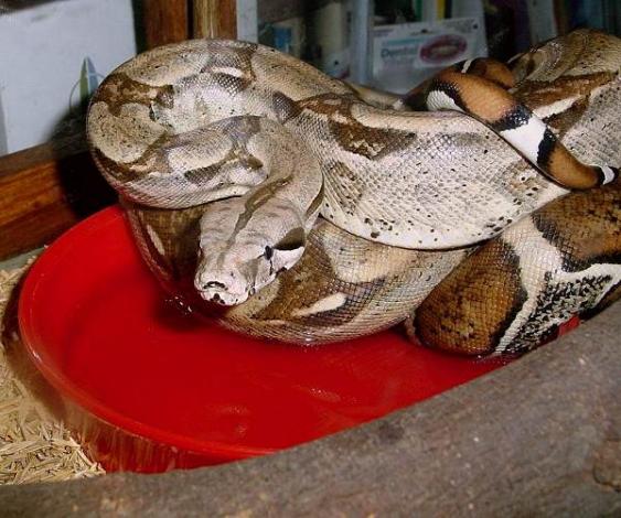 Boa c. constrictor Venezuela