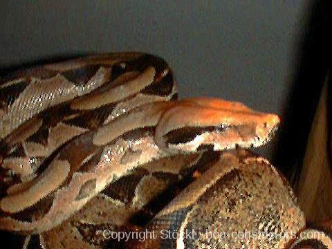 Boa c. constrictor Venezuela