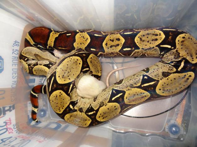 2015_Jul_Boa_c_constrictor_Peru_GuillaumeRouaud.jpg