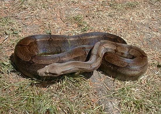 Boa c. amarali Brasilien