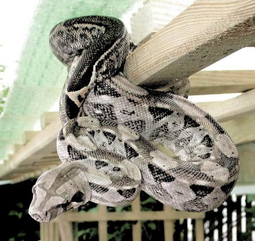 Boa c. imperator Cay Caulker Belize