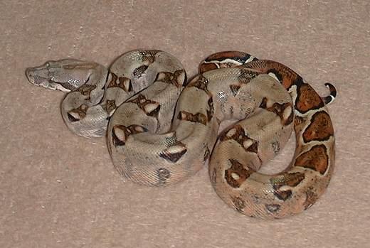 Ecuador Boa c. imperator