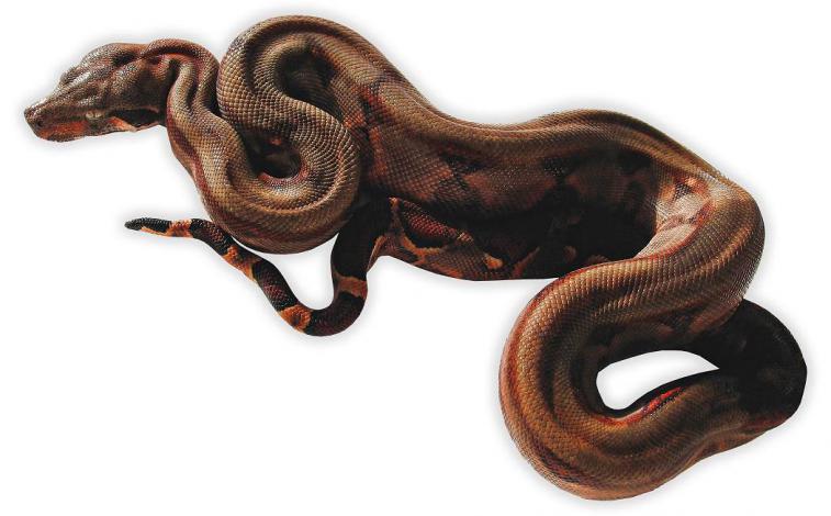 Firebelly_Boa_Baby3.jpg