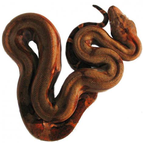 Firebelly_Boa_Baby4.jpg