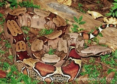 Boa c. constrictor Guyana