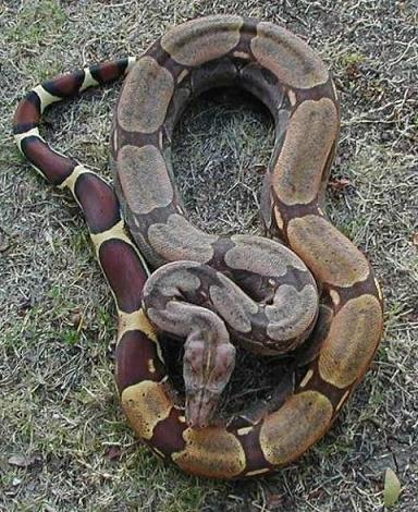 Boa c. constrictor Guyana