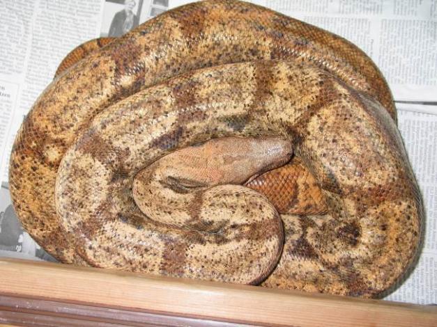 Hog Island Boa