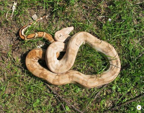 Hog Island Boa c. imperator Honduras