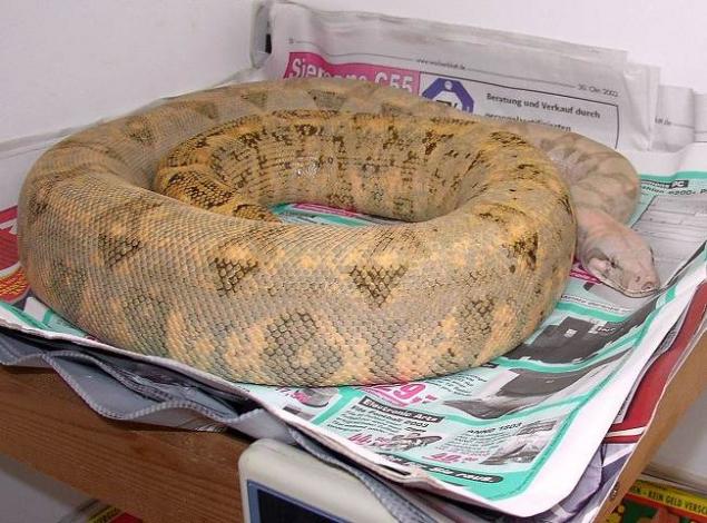 Hog Island Boa c. imperator 