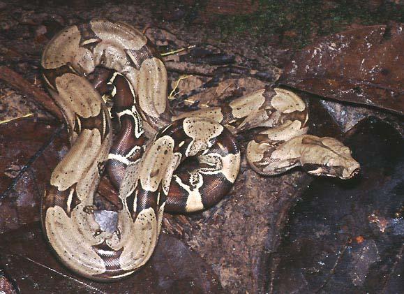 Boa c. constrictor Kolumbien