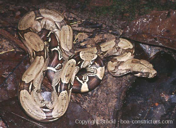 Boa c. constrictor Kolumbien