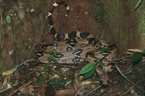 Boa c. constrictor Kolumbien - Kolumbianische Rotschwanzboa