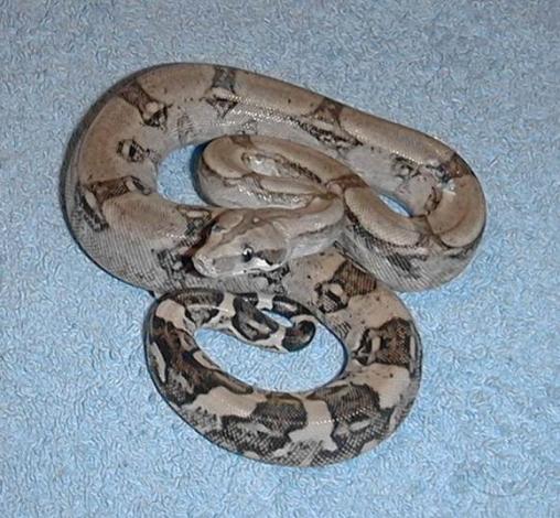 Boa c. longicauda Tumbesboa