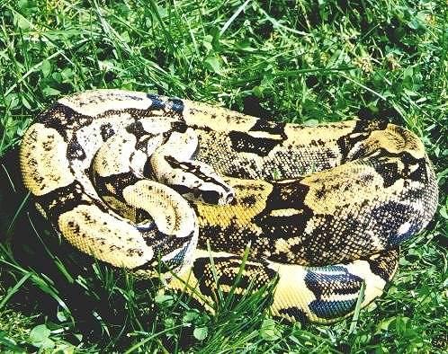 Boa c. longicauda Longtail boa