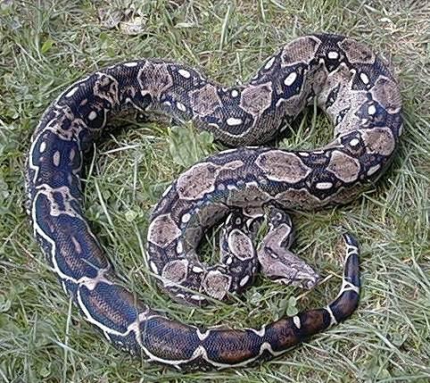 Sonora Boa c. imperator Mexiko