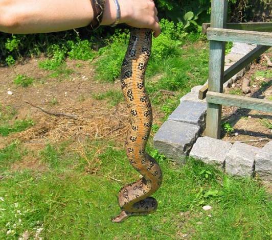 Tarahumara Dwarf boa