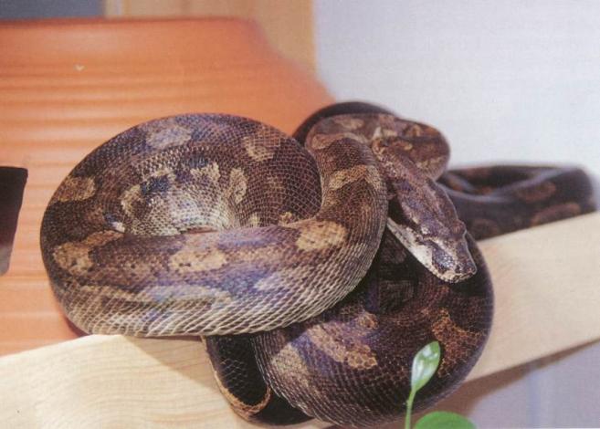 Dominica Boa c. nebulosa