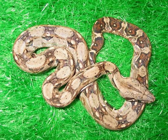 Nicaragua Boa