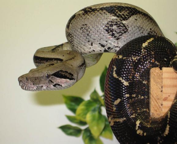 Boa c. imperator Corn Island