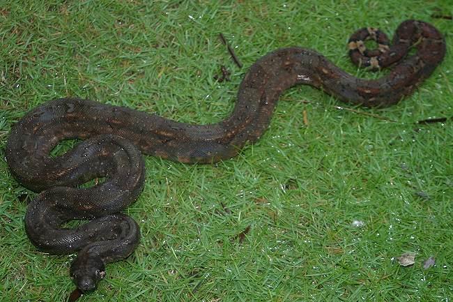 Corn Island Boa