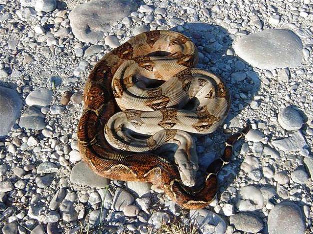 Corn Island Boa c. imperator