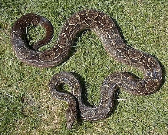 Boa c. occidentalis (Argentinische Boa)