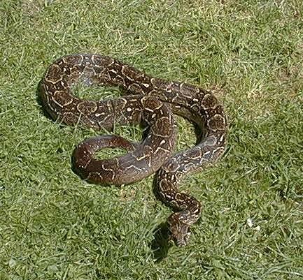 Boa c. occidentalis Südboa