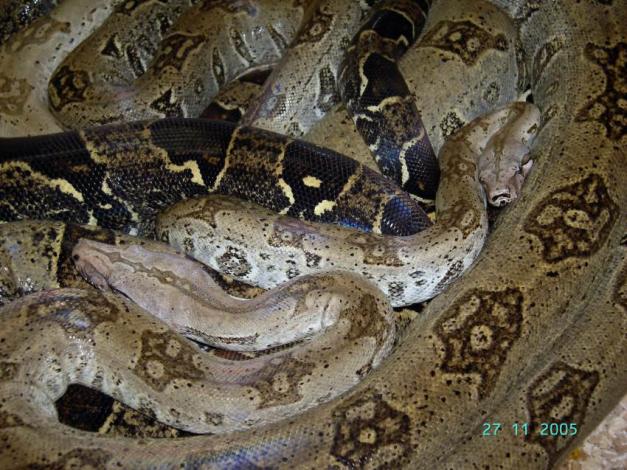 St. Lucia Boa - Boa c. orophias