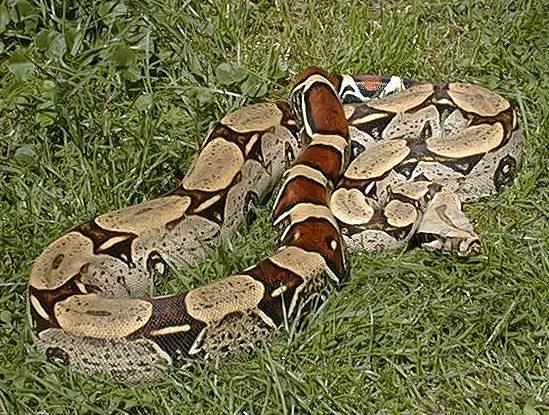 Boa c. constrictor Peru