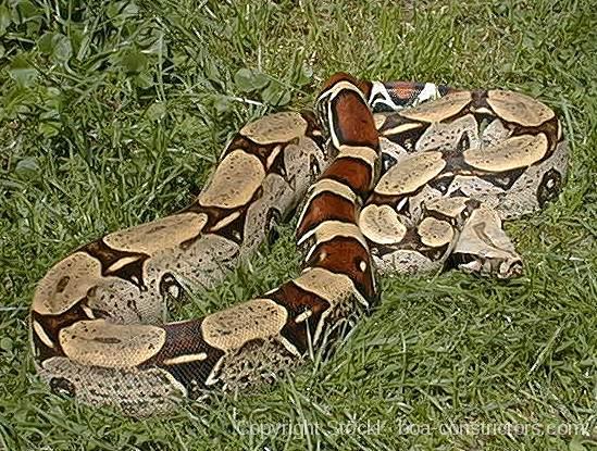 Boa c. constrictor Peru Peru Rotschwanzboa