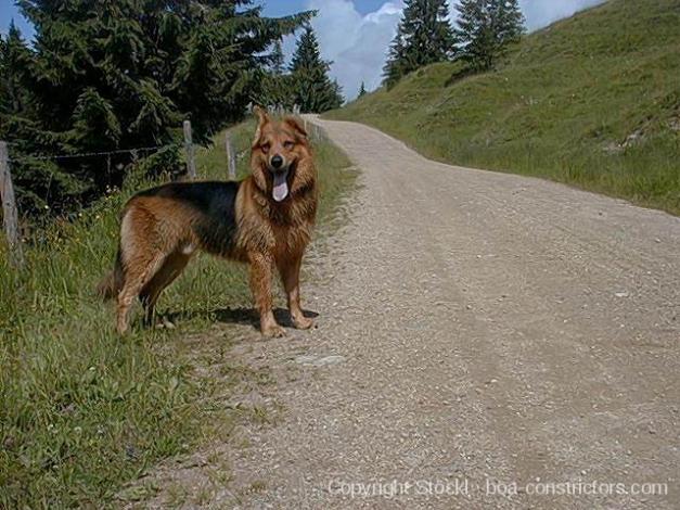 Unser Hund Ricky