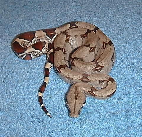 Trinidad redtail boa - Boa c. constrictor Trinidad