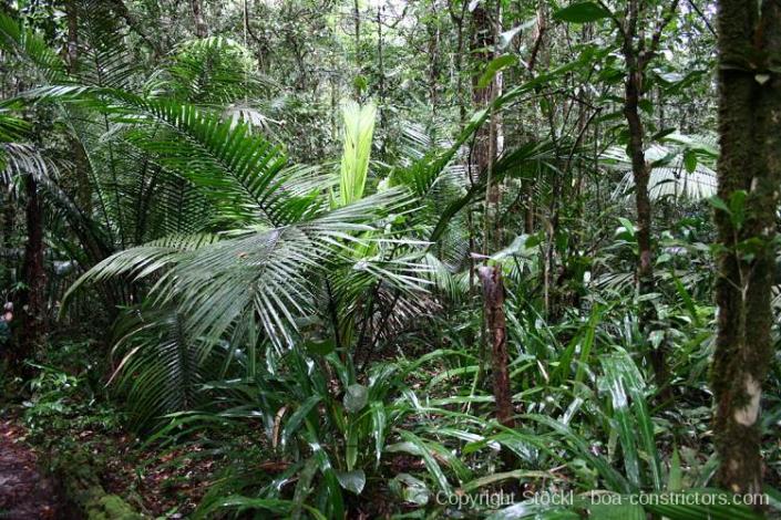 Boa constrictor Habitat Brasilien