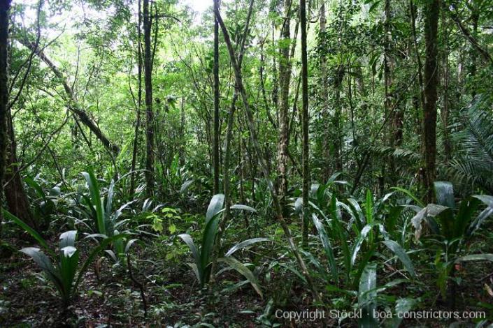 Boa constrictor Habitat Brasilien