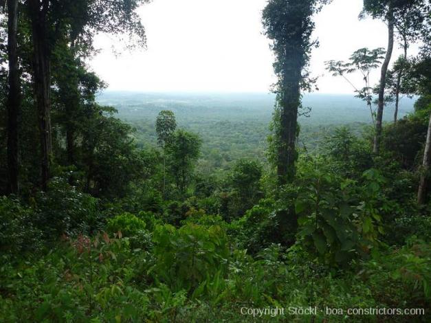 Boa constrictor Habitat Brasilien