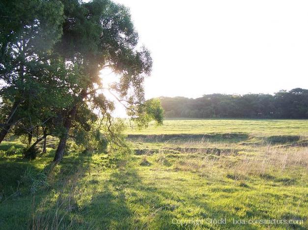 Boa constrictor Habitat Paraguay