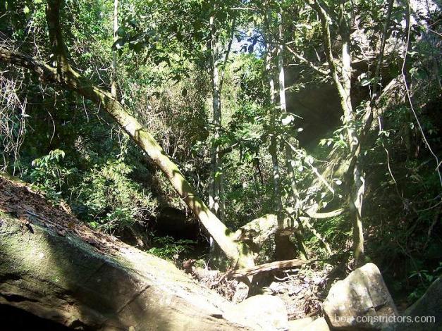 Boa constrictor Habitat Paraguay