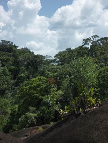 Boa constrictor Habitat Surinam