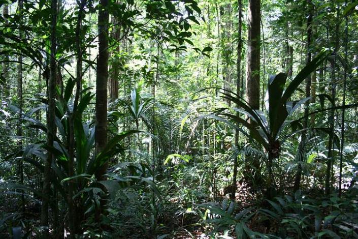 Boa constrictor Habitat Surinam