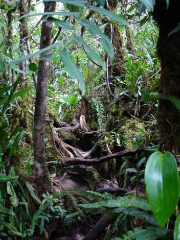 Boa constrictor Habitat Venezuela - Gran Sabana