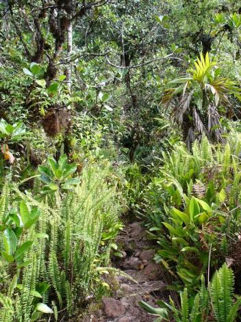 Boa constrictor Habitat Venezuela - Gran Sabana