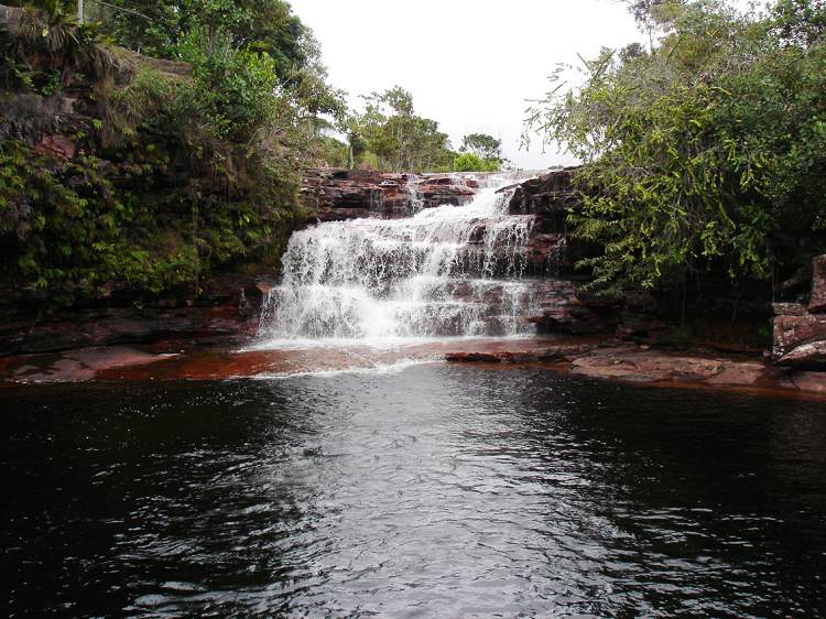 Boa constrictor Habitat Venezuela - Gran Sabana