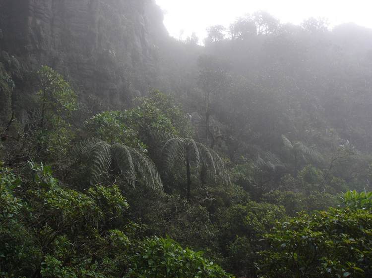 Boa constrictor Habitat Venezuela - Gran Sabana