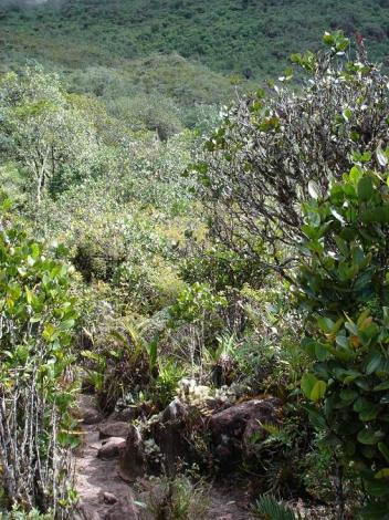 Boa constrictor Habitat Venezuela - Gran Sabana