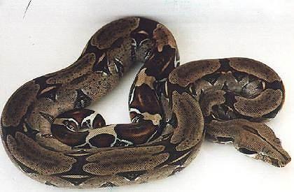 Trinidad Rotschwanz Boa - Boa c. constrictor Trinidad