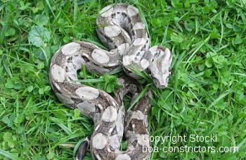 Cay Caulker Boa c. imperator