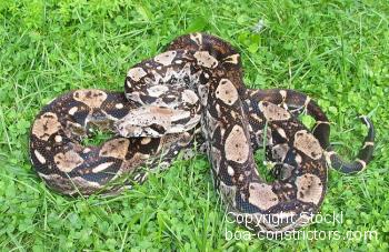 Boa c. imperator Belize Crawl Cay