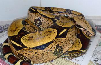 Boa_c_constrictor_Brasilien_Belem_female.jpg