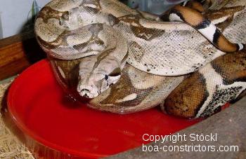 Boa constrictor Foto Archiv