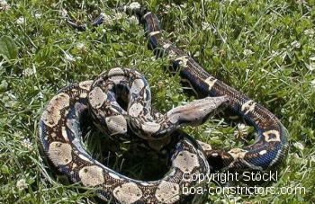 Boa constrictor Foto Archiv